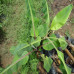 Red Banana plant
